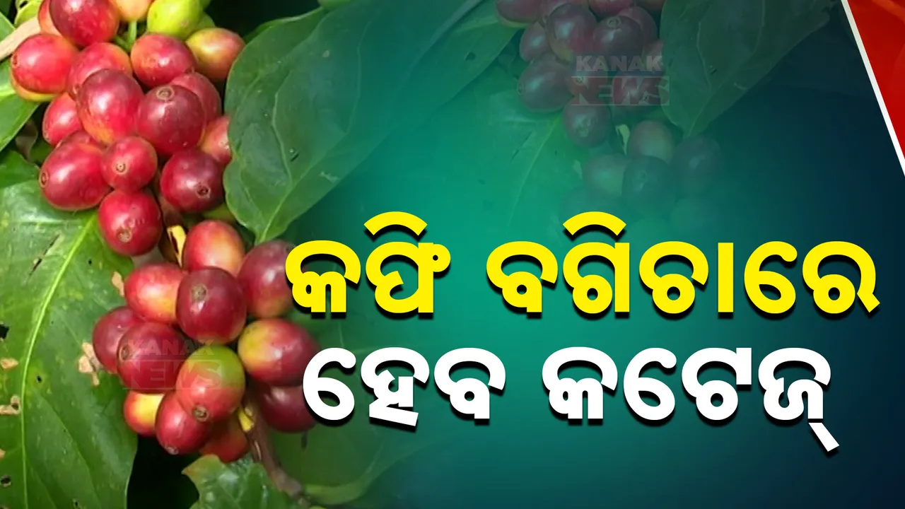  ପର୍ଯ୍ୟଟନ ବିକାଶରେ ଯୋଡ଼ି ହେବ କଫି 