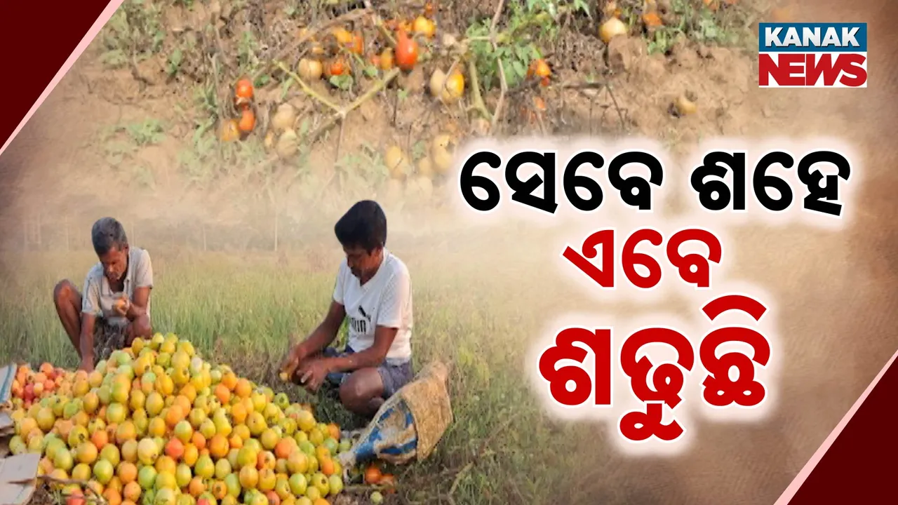  ଦିନେ ସେଞ୍ଚୁରି ମାରୁଥିଲା । ଏବେ କ୍ଷେତରେ ପଚୁଛି   ।