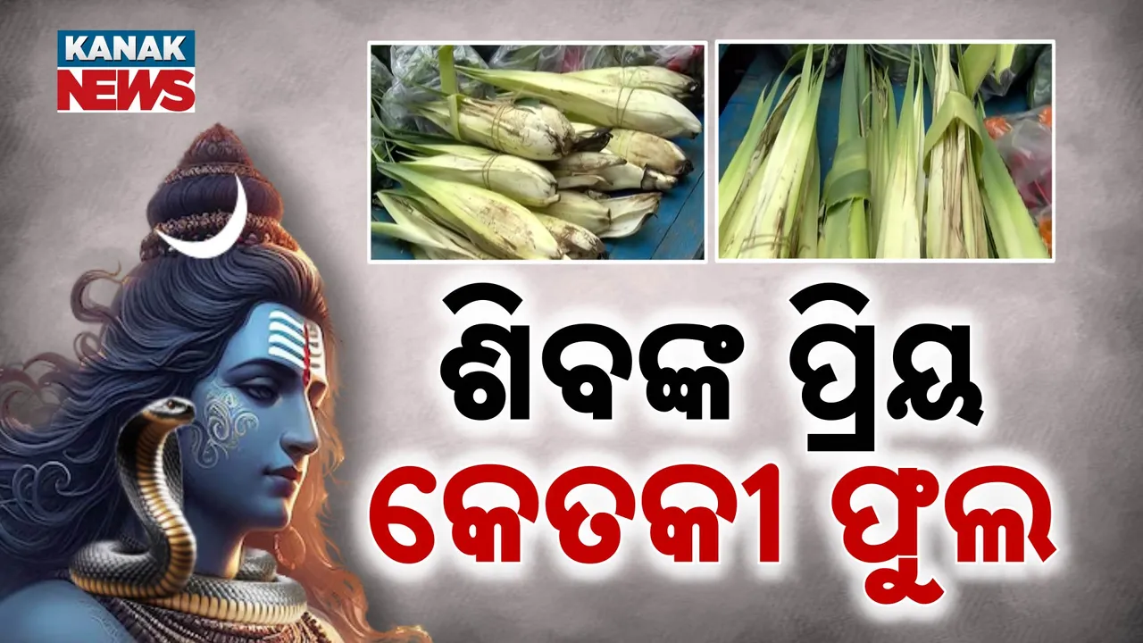  ଶିବଙ୍କ ପ୍ରିୟ କେତକୀ ଫୁଲ । ଜାଗରରେ ଆକାଶଛୁଆଁ ଦର ।