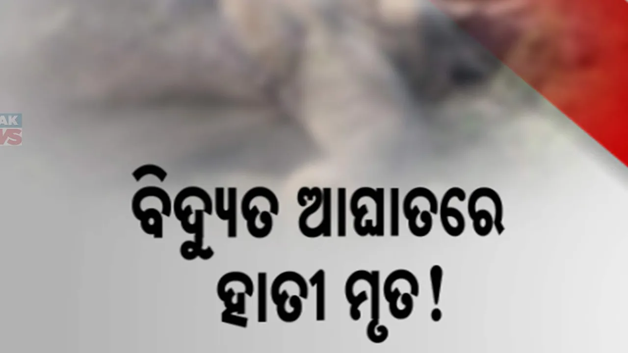  ପୁଣି ଆଠଗଡ ବନଖଣ୍ଡରେ ହାତୀ ମୃତ । କୁଲାଇଲୋ କ୍ରସର ପଡିଆରେ ବିଦ୍ୟୁତ୍ ଆଘାତରେ ଆସି ଜୀବନ ଯାଇଥିବା ସନ୍ଦେହ