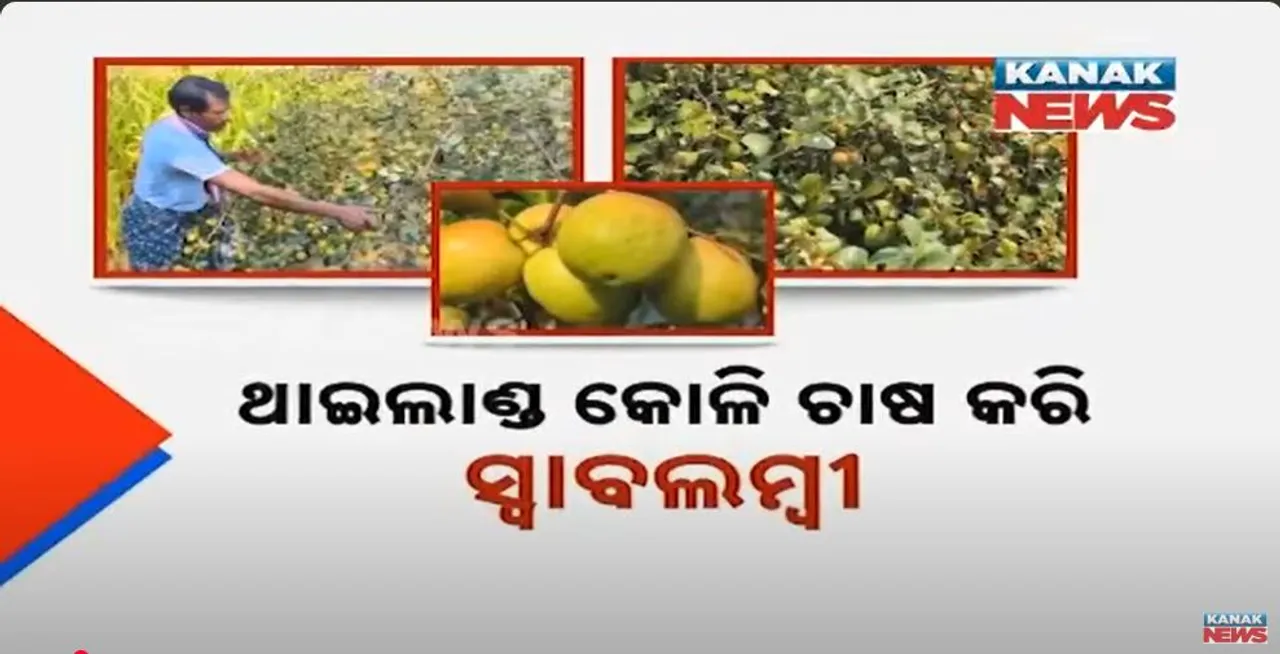  କୁଚିଣ୍ଡା କୋଳି ଥାଇଲାଣ୍ଡ ଭଳି Photograph: (kanaknews) 