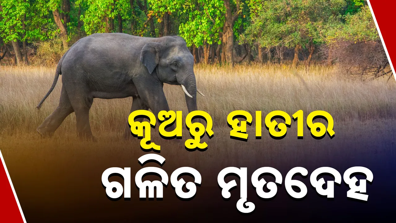  ପରିତ୍ୟକ୍ତ କୂଅରୁ ହାତୀର ଗଳିତ ମୃତଦେହ ଉଦ୍ଧାର । ମୃତଦେହ ଠାବ କଲେ ବନ କର୍ମଚାରୀ ।