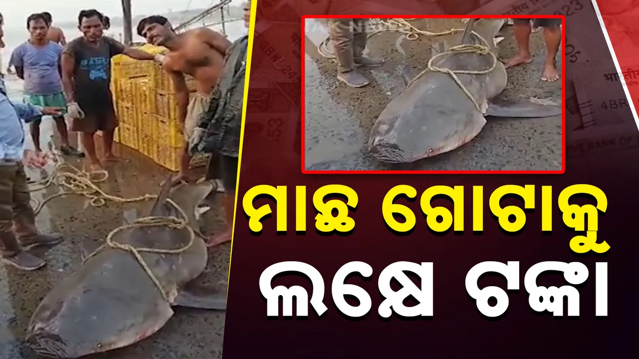  ମାଛ ଗୋଟାକୁ ଲକ୍ଷେ ଟଙ୍କା Photograph: (kanaknews) 