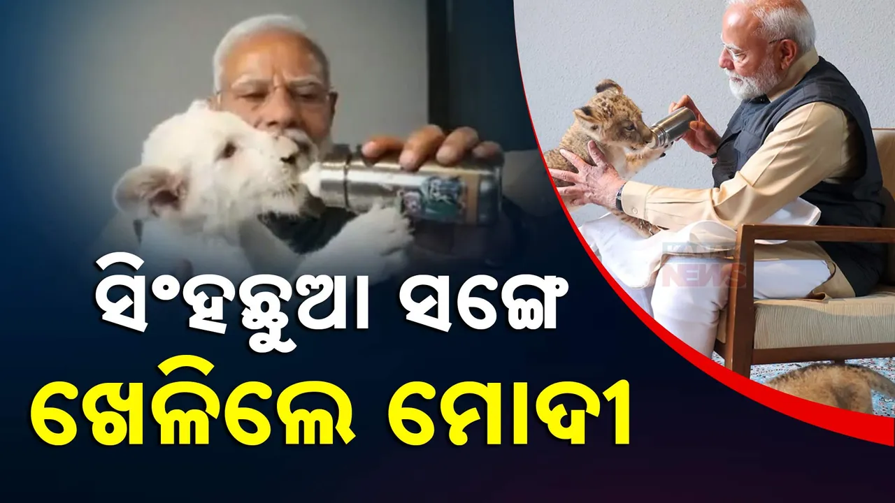  Modi Lion Photograph: (KanakNews   ) 