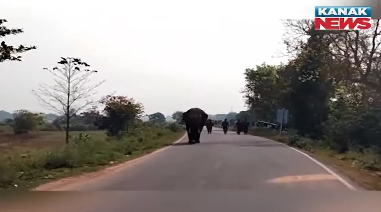  elephant attack++ Photograph: (KanakNews) 