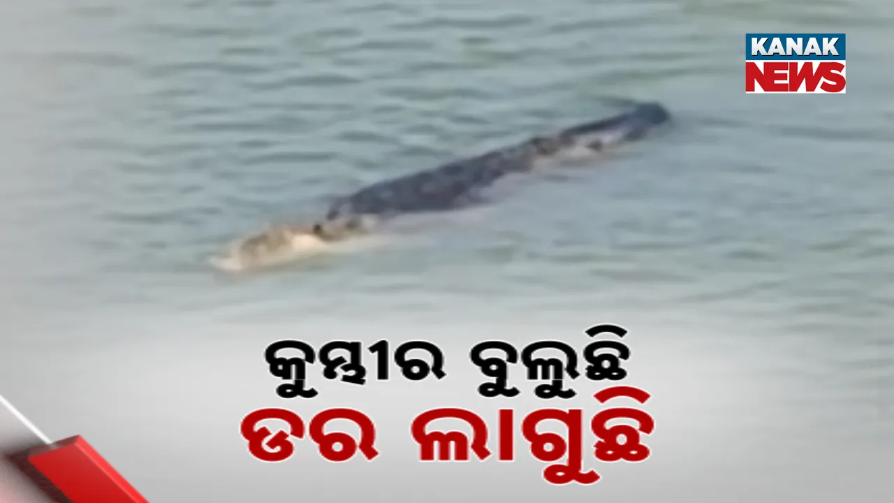  କୁମ୍ଭୀର ବୁଲୁଛି ଡର ଲାଗୁଛି Photograph: (kanakNews) 