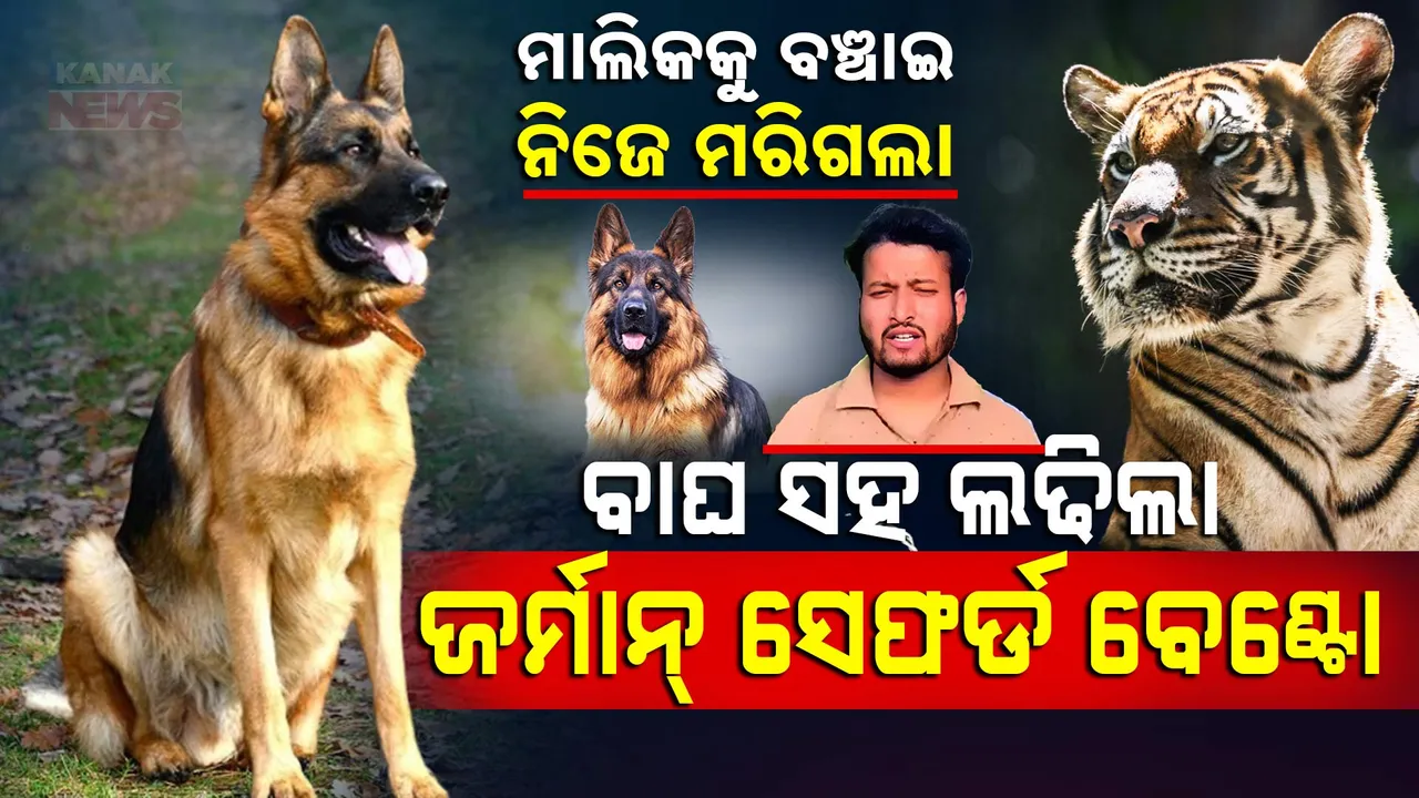  Dog 1 Photograph: (Kanak News) 