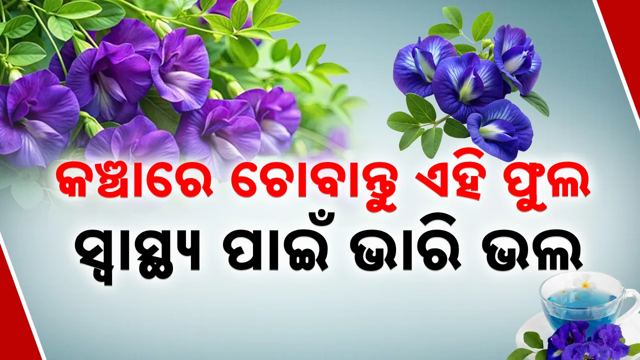  Aparajita Flower Photograph: (Kanak News ) 