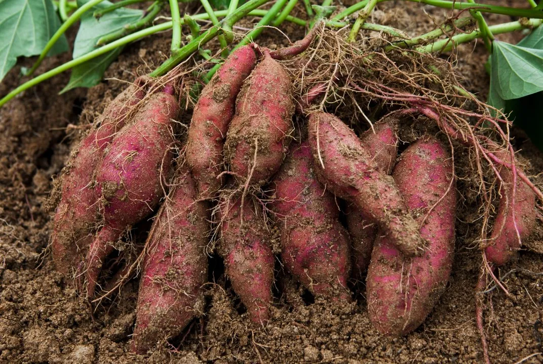  sweet potato Photograph: (google) 