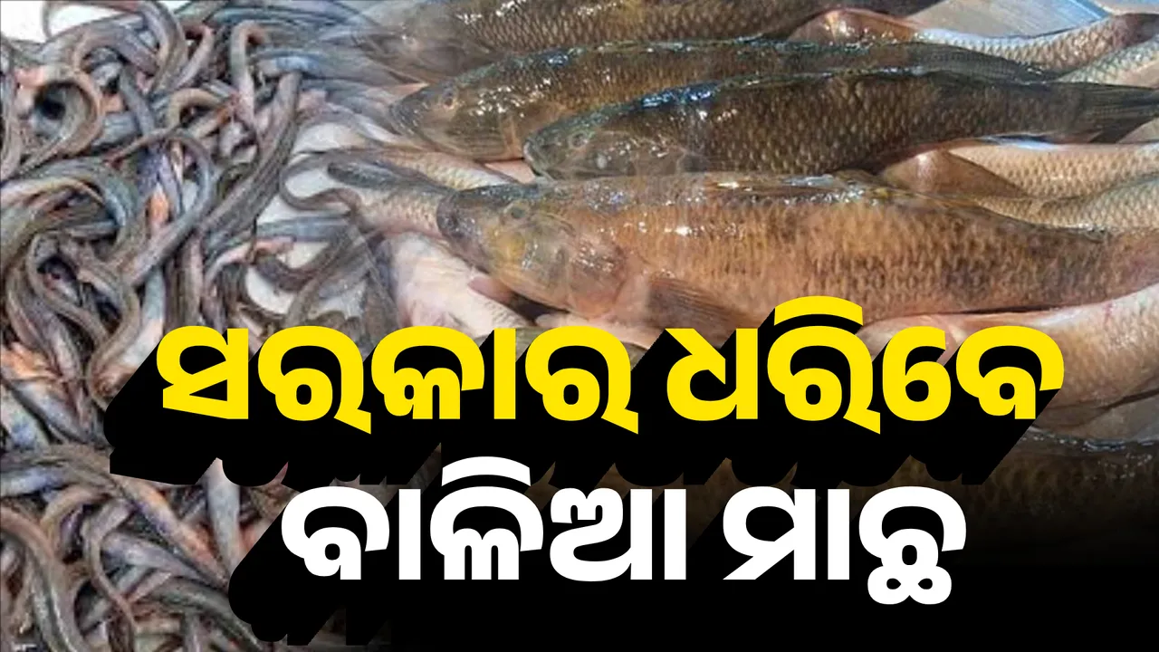  ସରକାର ଧରିବେ ବାଳିଆ ମାଛ Photograph: (KanakNews ) 