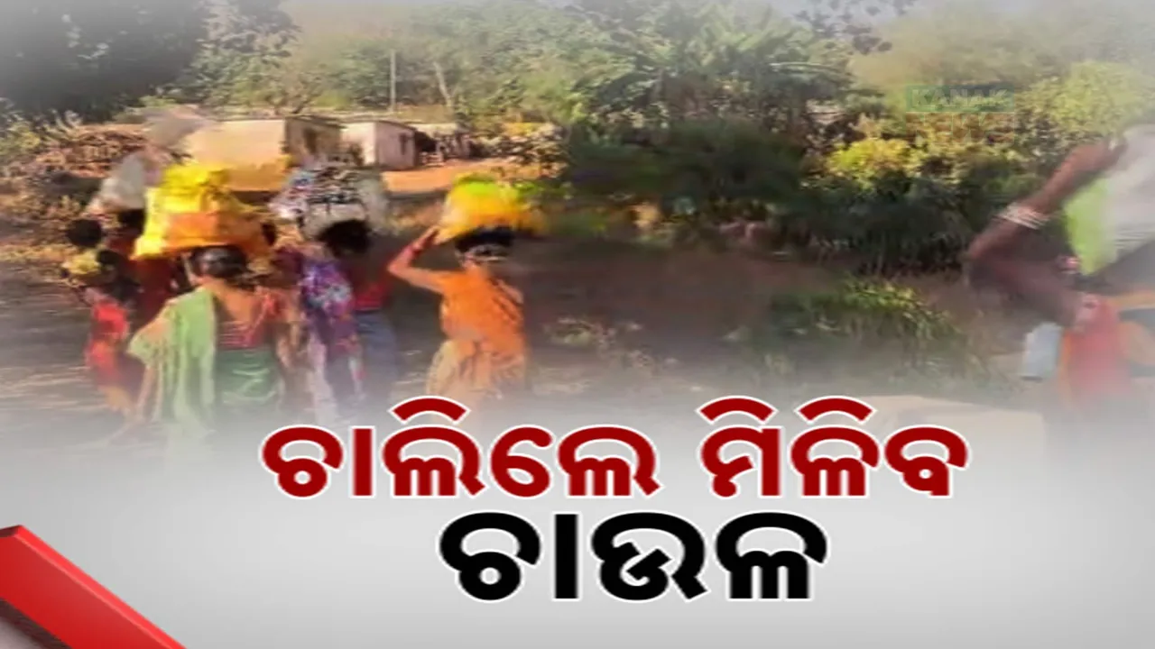  ଚାଲିଲେ ମିଳୁଛି ମାଗଣା ଚାଉଳ । ମାଗଣା ଚାଉଳ ପାଇଁ ହଇରାଣ ହେଉଛନ୍ତି ବାଂଶପାଳ ମୁଣ୍ଡତୋପା ଗ୍ରାମବାସୀ
