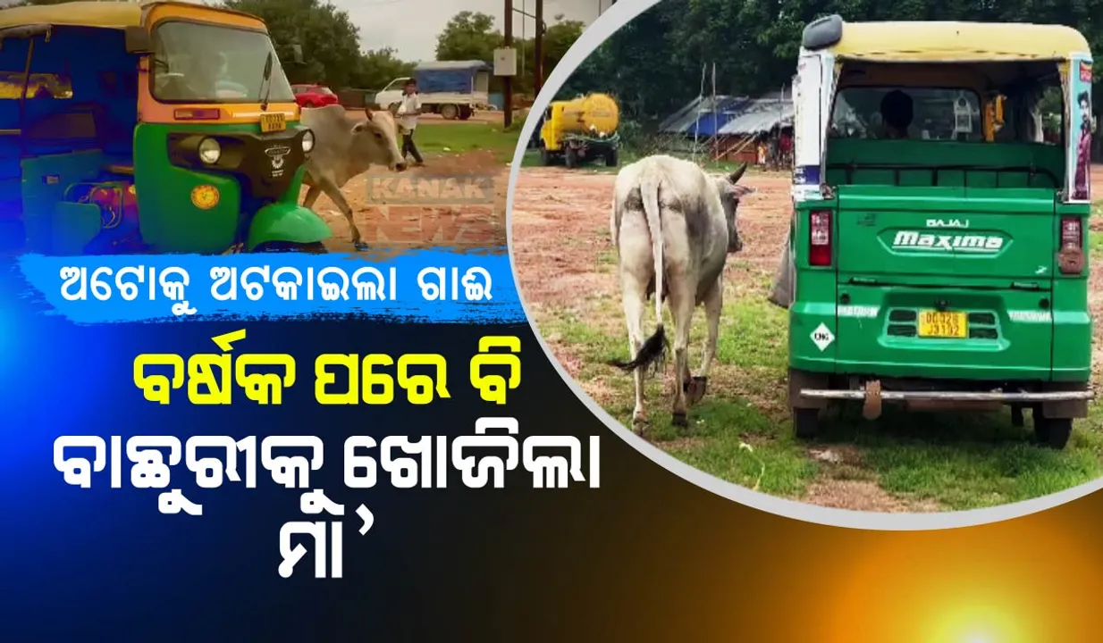  ପଶୁ ହେଲେ ବି ଦେଢ଼ ବର୍ଷ ପରେ କମିନି ତା’ ଛୁଆପ୍ରତି ପ୍ରେମ । ଯେଉଁ ଅଟୋ ଅସୁସ୍ଥ ବାଛୁରୀକୁ ପଶୁ ଡାକ୍ତରଖାନା ନେଇଥିଲା ବୋହି, ତାକୁ ଅଟକାଇ ପଚାରିଲା ମୋ ଛୁଆ କାଇଁ?