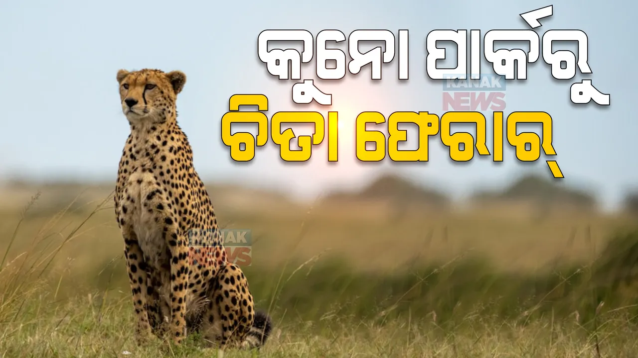  କୁନୋ ପାର୍କରୁ ଚିତା ଫେରାର