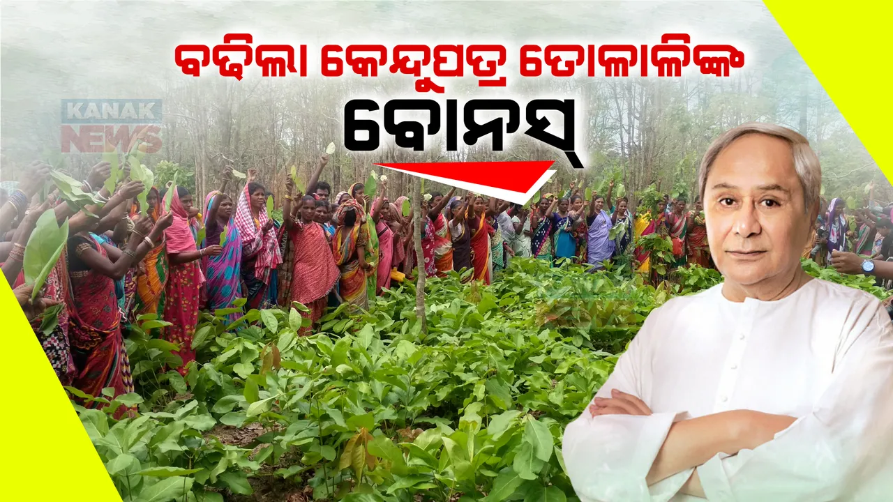  ବଢିଲା କେନ୍ଦୁପତ୍ର ତୋଳାଳିଙ୍କ ବୋନସ୍ । କେନ୍ଦୁପତ୍ର ବନ୍ଧାଳି ଓ କର୍ମଚାରୀଙ୍କର ପ୍ରୋତ୍ସାହନ ରାଶି ୨ଗୁଣା ବଢାଇଲେ ରାଜ୍ୟ ସରକାର ।