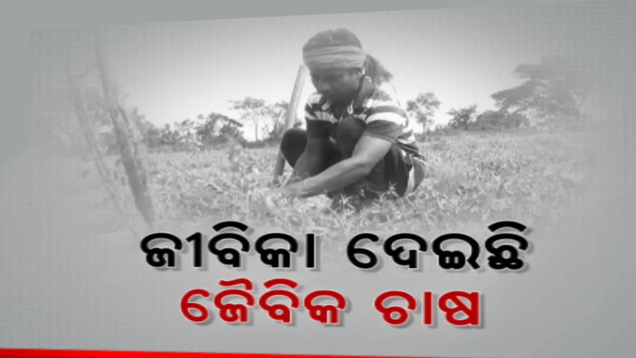  ନିଆଳି କୂଳପିତାପଡା ଗାଁର ନିଆରା ଚାଷୀ । ଜୈବିକ ପଦ୍ଧତିରେ ଚାଷ କରୁଛନ୍ତି ବିନୟ ରାଉତ, ଅର୍ଗାନିକ ଫାର୍ମରେ କରୁଛନ୍ତି ଭଳିକିଭଳି ଫସଲ