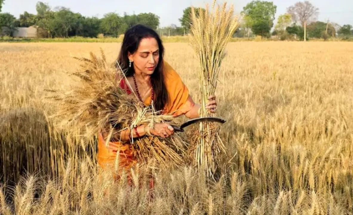  ବିଲକୁ ଯାଇ ଚାଷୀଙ୍କ ସହ ଫସଲ କାଟିଲେ ହେମା ମାଳିନୀ । କହିଲେ, ‘ମୁଁ ଲୋକଙ୍କ ଦୁଃଖ ସୁଖ ବୁଝିବା ଜାରି ରଖିଛି’ ।