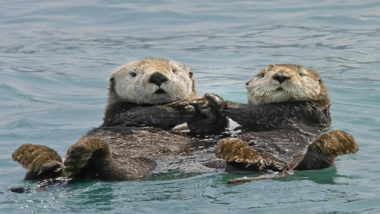 India’s Otter Conservation Reserve
