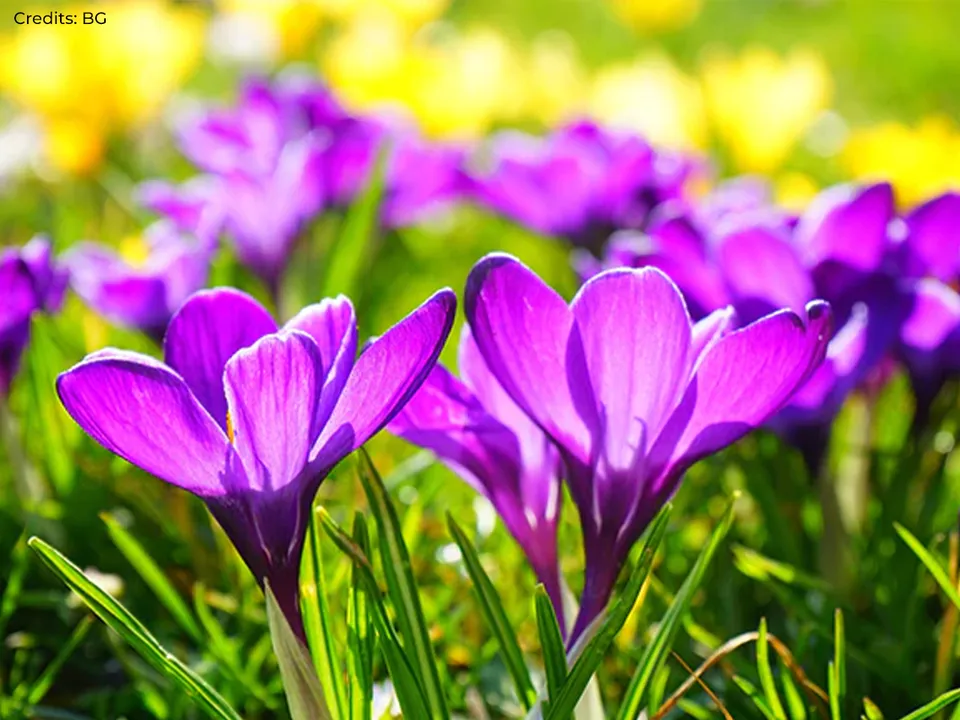 Winter Flowers