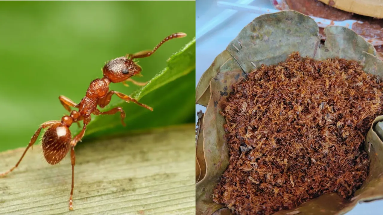 Weird Food of India 