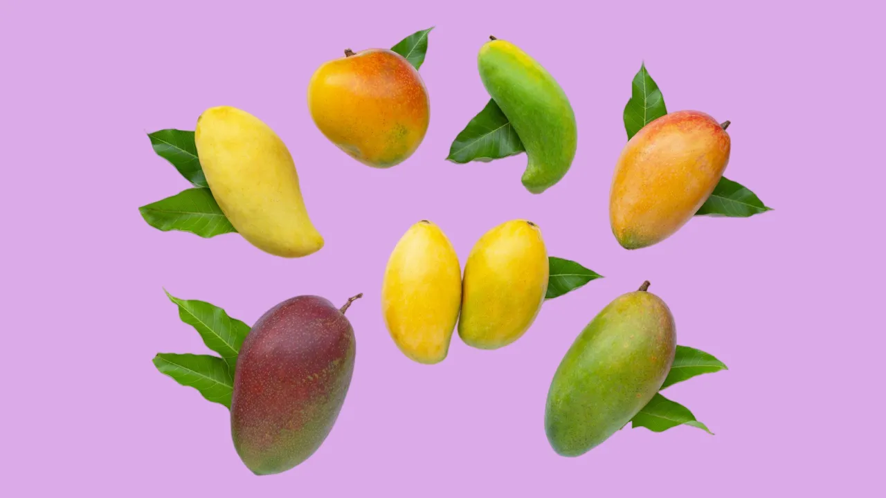 types of mangoes