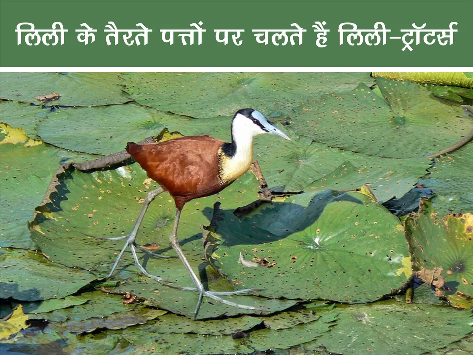 Jacana 