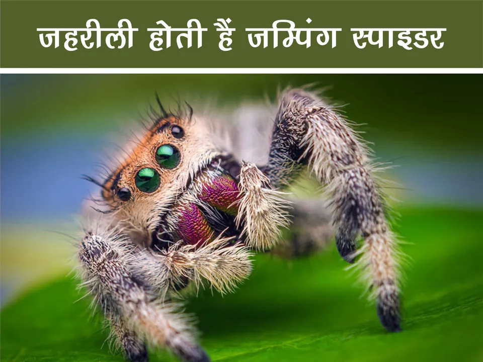 Jumping Spider