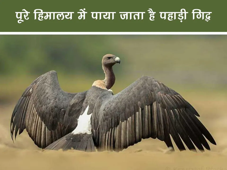 Indian Vulture 