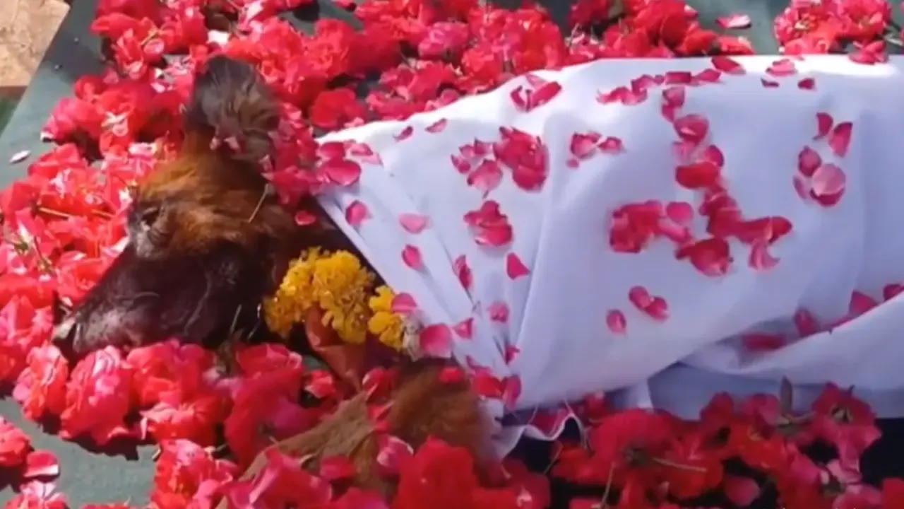 Kalaburagi Police In Karnataka Perform Service Dog Rita's Last Rites