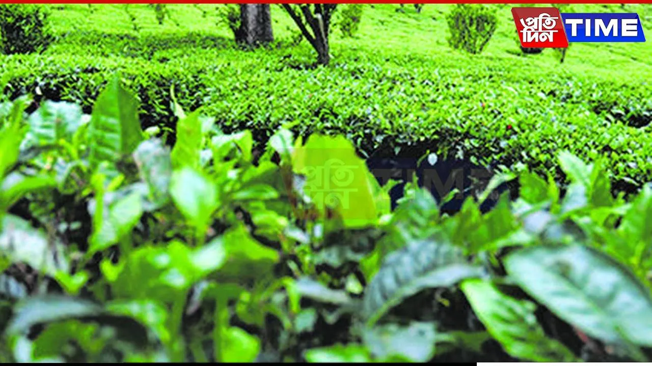 Surge in Tea Imports Raises Concerns in India's Tea Industry