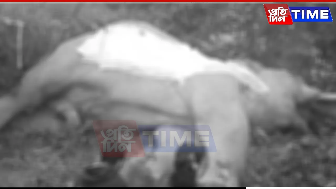 Wild Elephant Electrocuted to Death in Assam's Sonitpur