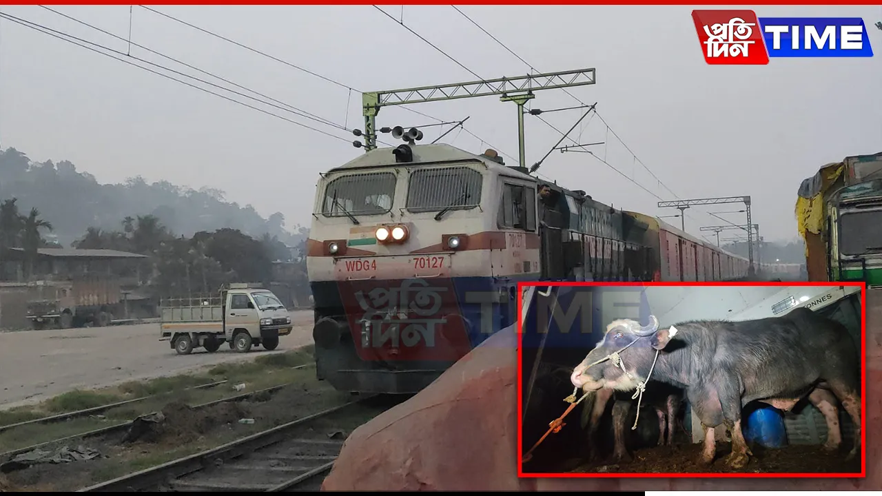 Transported from UP, 400 Buffaloes Stuck in Guwahati: Rail Authority Keeps Mum