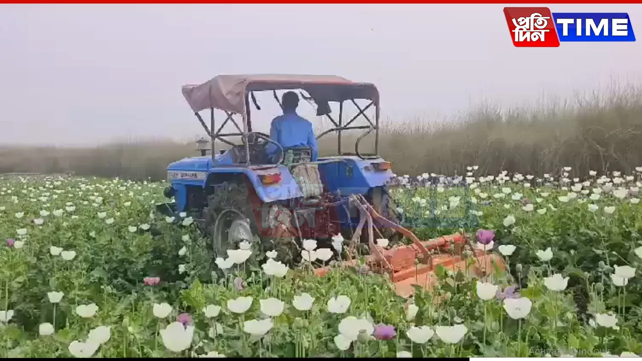 Udta Assam? Not on Our Watch! CM Roasts Poppy Cultivators After ₹27.2 Crore Bust