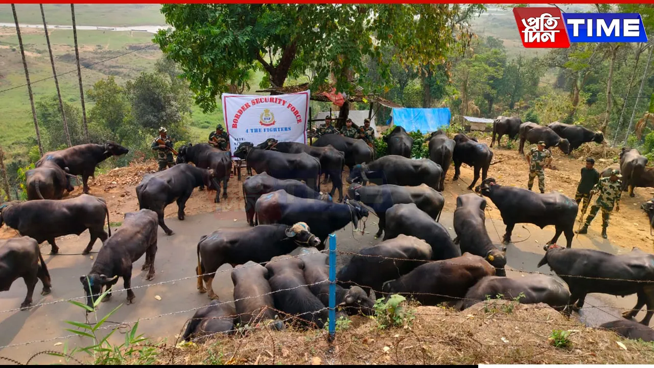 BSF Meghalaya Foils Cattle Smuggling Attempt in West Jaintia Hills