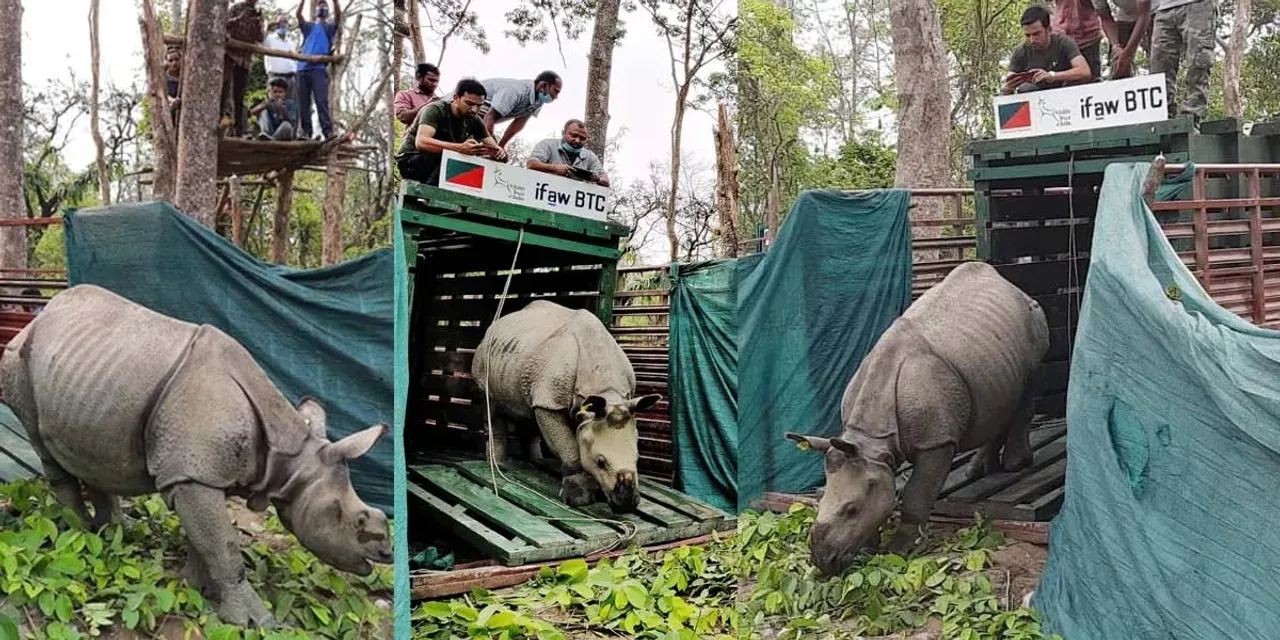 Guwahati: 3 Rhinos Translocated From Kaziranga To Assam State Zoo