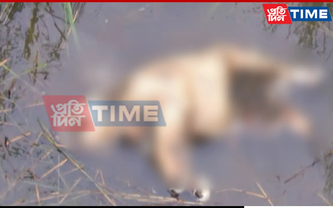 Assam: Carcass Of Rhino Calf Recovered In Orang National Park