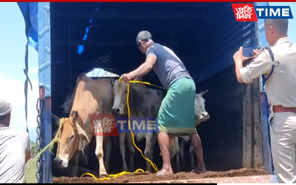 Assam: Smuggled Cattle Seized in Sonitpur, 1 Arrested 