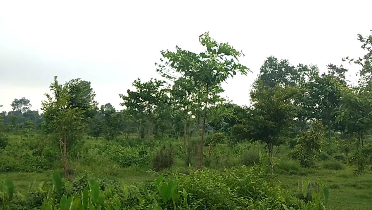 World Environment Day Celebrated Across Globe