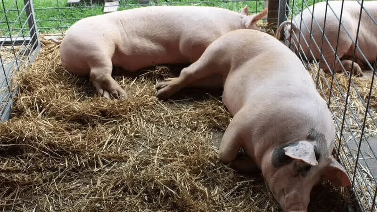 Tripura Govt Bans Import of Pigs Amid Rising Swine Flu Cases