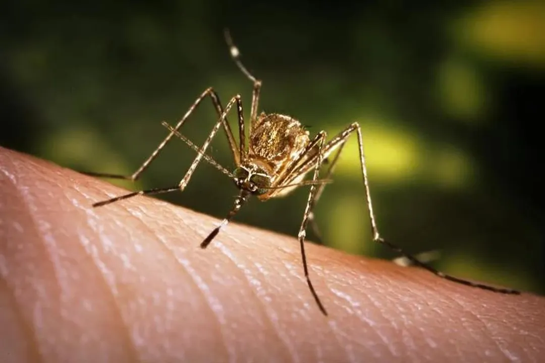 Assam: 85 Deaths due to Japanese Encephalitis in 2 Months  