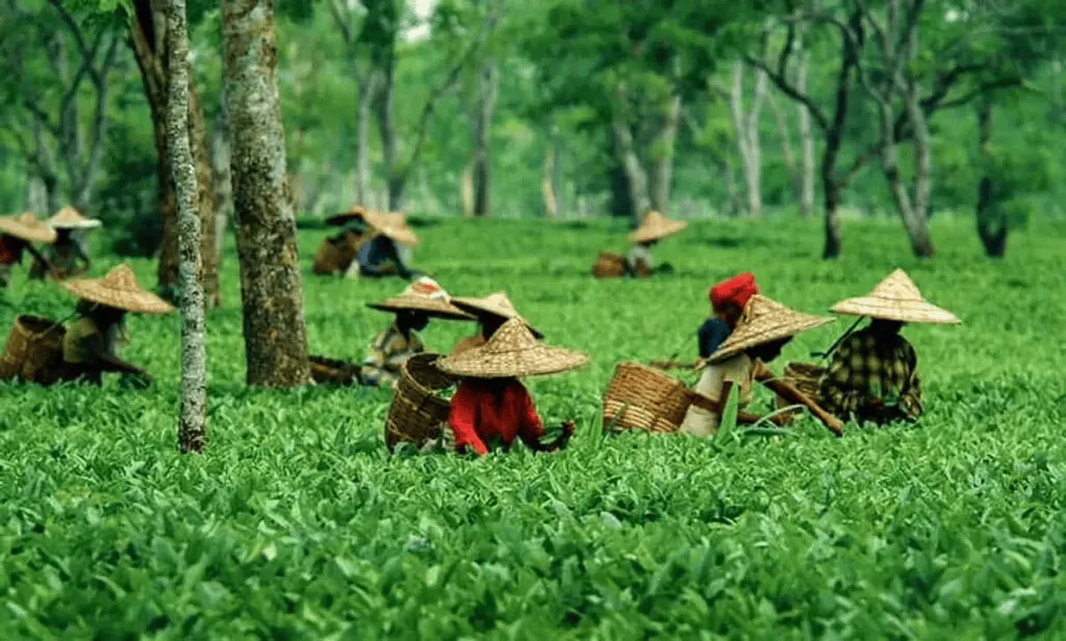 CSP Provider Siphoned off Lakhs from Bank Accounts of Tea Workers in Assam