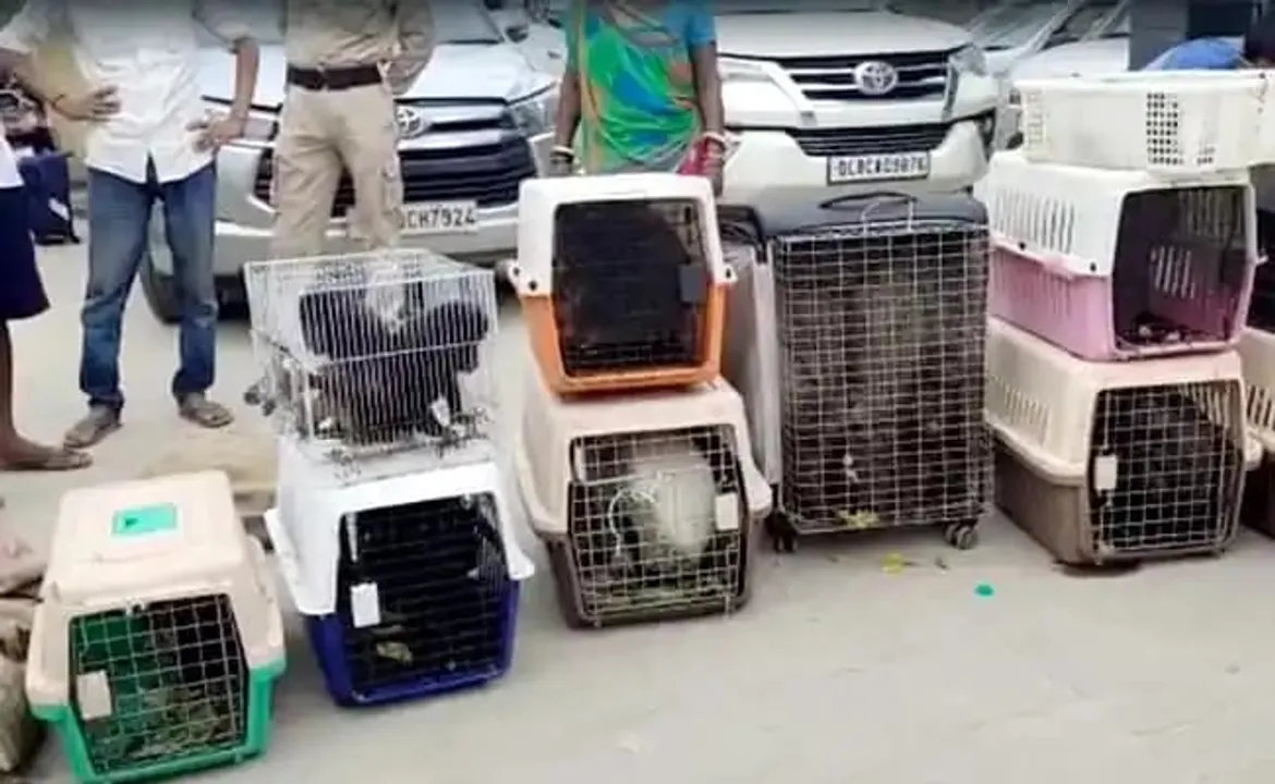 Assam: Vehicles Carrying Wild Animals Seized from Rangia