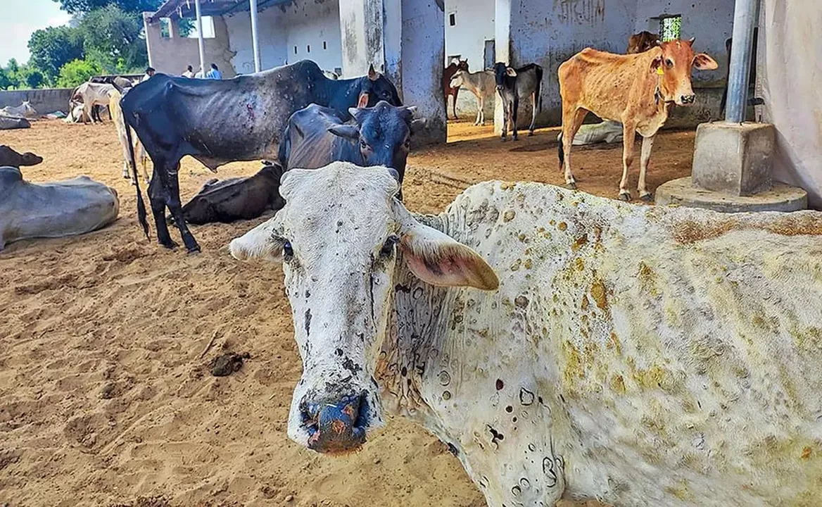 No Evidence Of Lumpy Virus Spreading From Animals To Humans: Expert