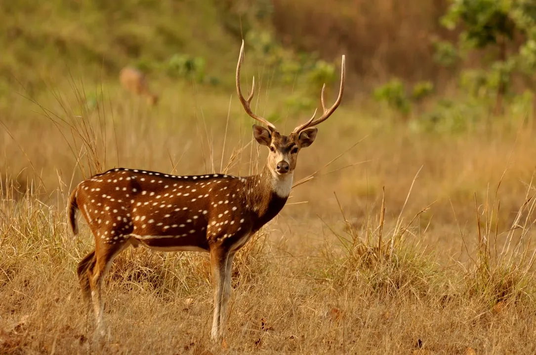 Assam Forest Dept Recovers Deer Carcass in Kaliabor