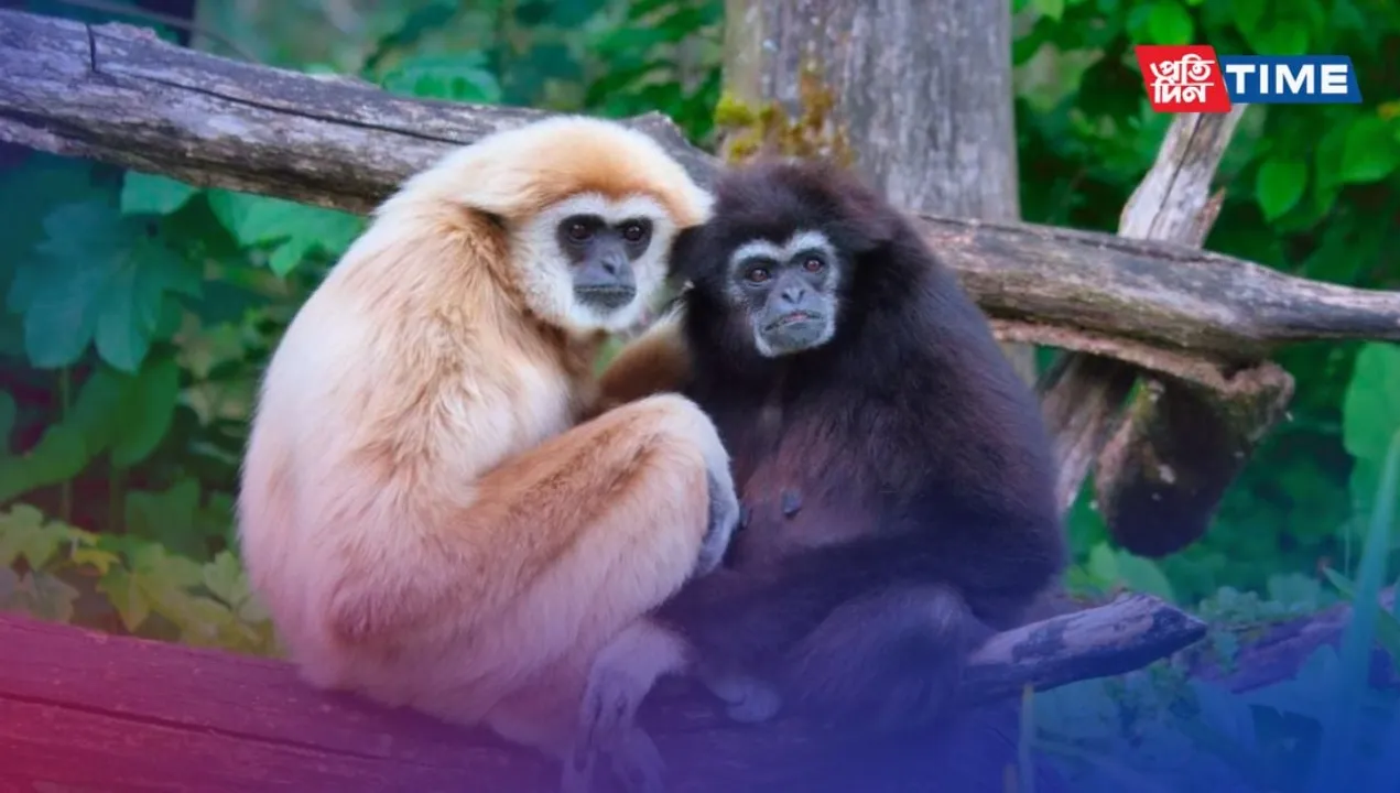Most Famous National Parks And Wildlife Sanctuaries In Nagaland