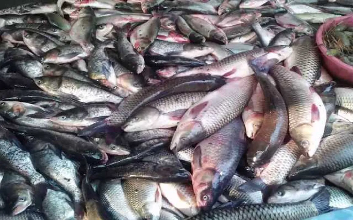 Fish Prices in Assam Shoot Up | Check Rates Here