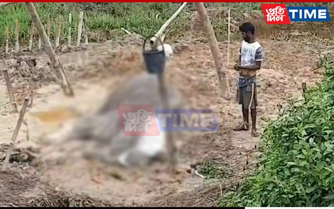 Injured Elephant Dies In Assam’s Sonitpur