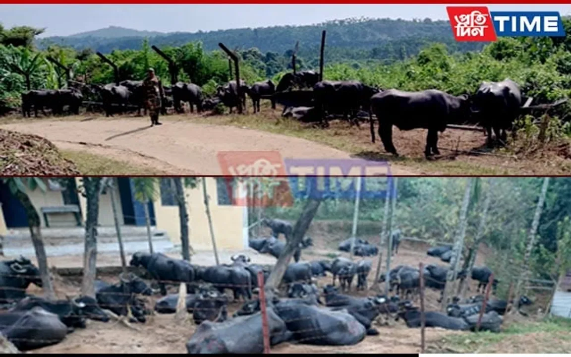 BSF M'laya Thwarts Cattle Smuggling Attempt Along Int'l Border of West Jaintia Hills