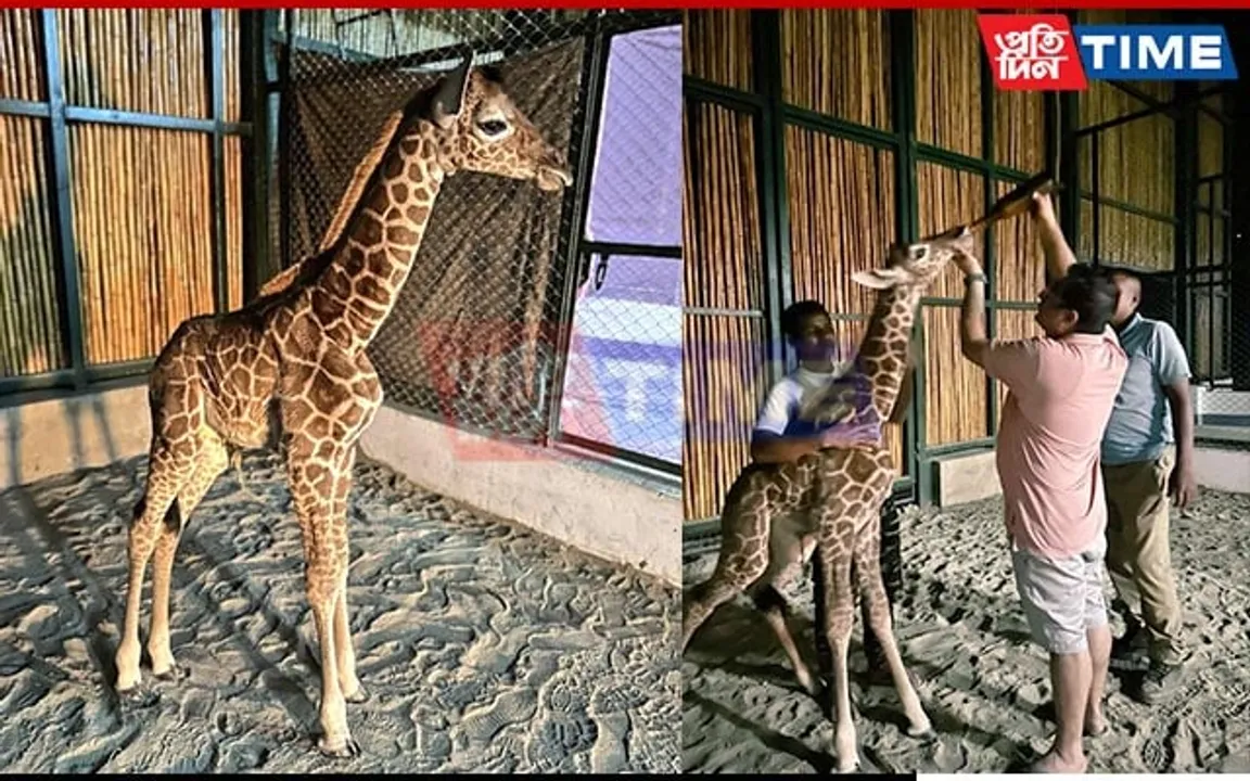 "It's a Baby Giraffe" at Assam State Zoo! CM Calls for Name Suggestions