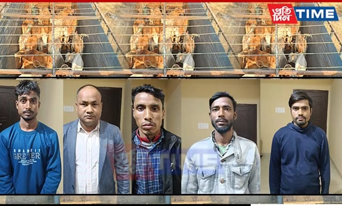 Assam Police Seize 35 Smuggled Cattle in Jorabat Raid; Five Arrested