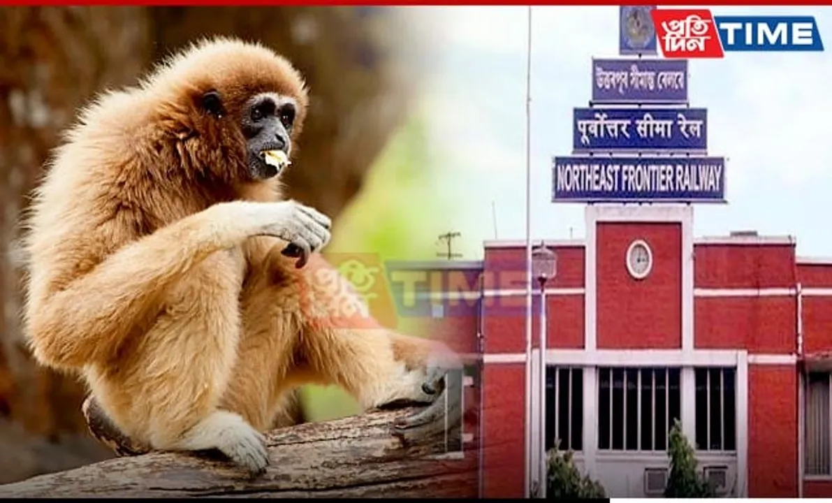 N. F. Railway to Install Canopy Bridges to Protect Hollock Gibbons in Assam